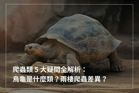 烏龜的雞雞|爬蟲類 5 大疑問全解析：烏龜是什麼類？兩棲爬蟲差異？